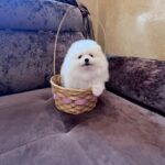 Parker-male-Pomeranian-puppy-for-sale-1