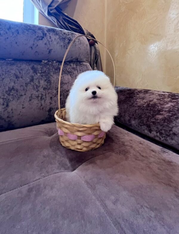 Parker Pomeranian Parker Pomeranian