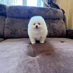 Parker-male-Pomeranian-puppy-for-sale-2