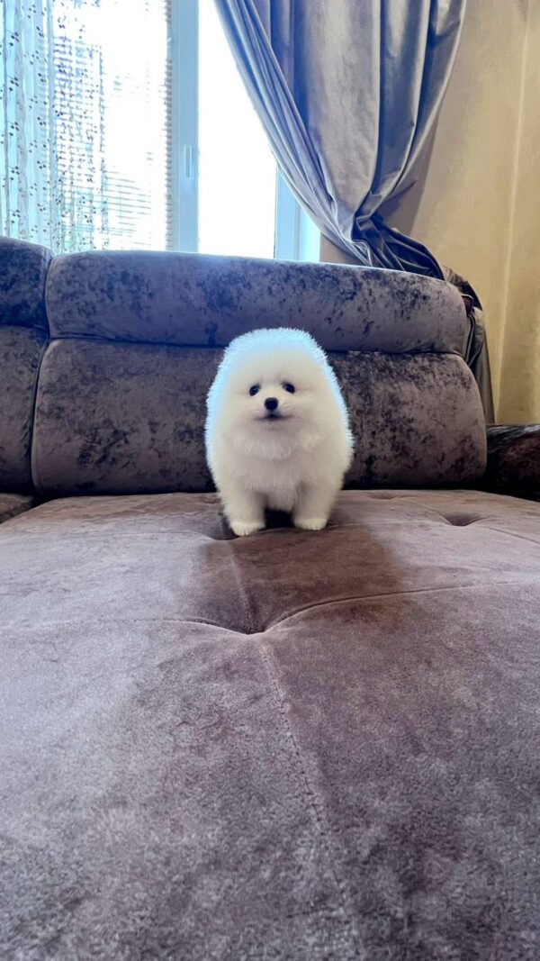 Parker Pomeranian Parker Pomeranian