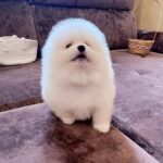 Parker-male-Pomeranian-puppy-for-sale-3