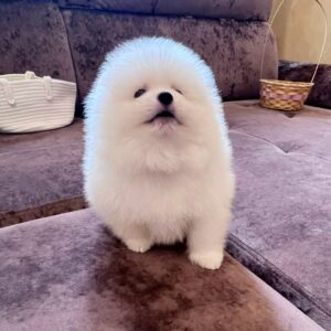 Parker Pomeranian Parker Pomeranian