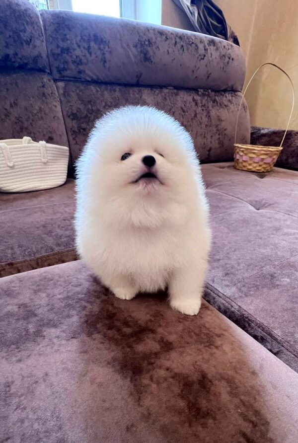 Parker Pomeranian Parker Pomeranian