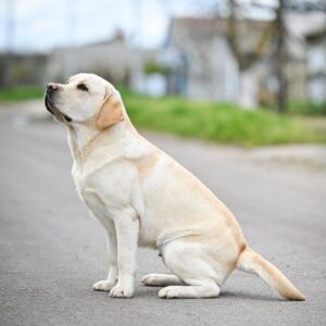 Patrick Labrador Retriever Patrick Labrador Retriever
