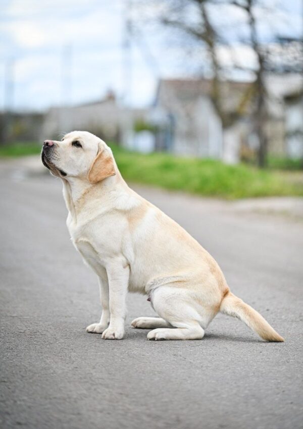 Patrick Labrador Retriever Patrick Labrador Retriever
