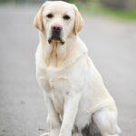 Patrick-male-Labrador-Retriever-puppy-for-sale-2