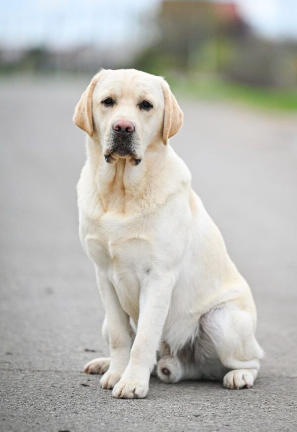 Patrick Labrador Retriever Patrick Labrador Retriever