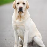 Patrick-male-Labrador-Retriever-puppy-for-sale-3