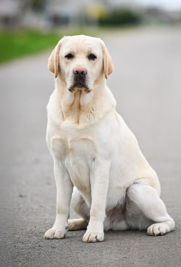 Patrick Labrador Retriever Patrick Labrador Retriever