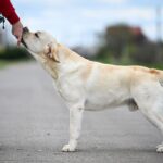 Patrick-male-Labrador-Retriever-puppy-for-sale-4