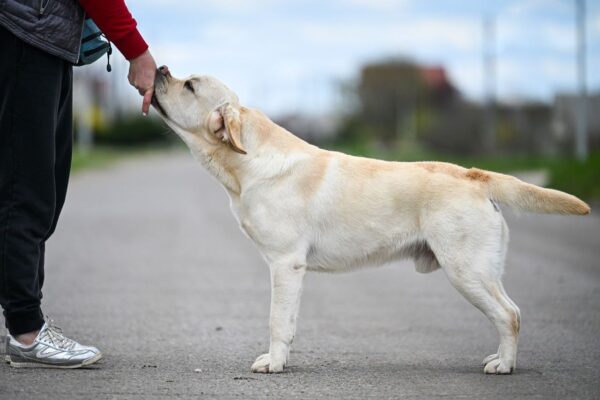 Patrick Labrador Retriever Patrick Labrador Retriever