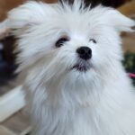 Pax-male-Maltipom-puppy-for sale-1