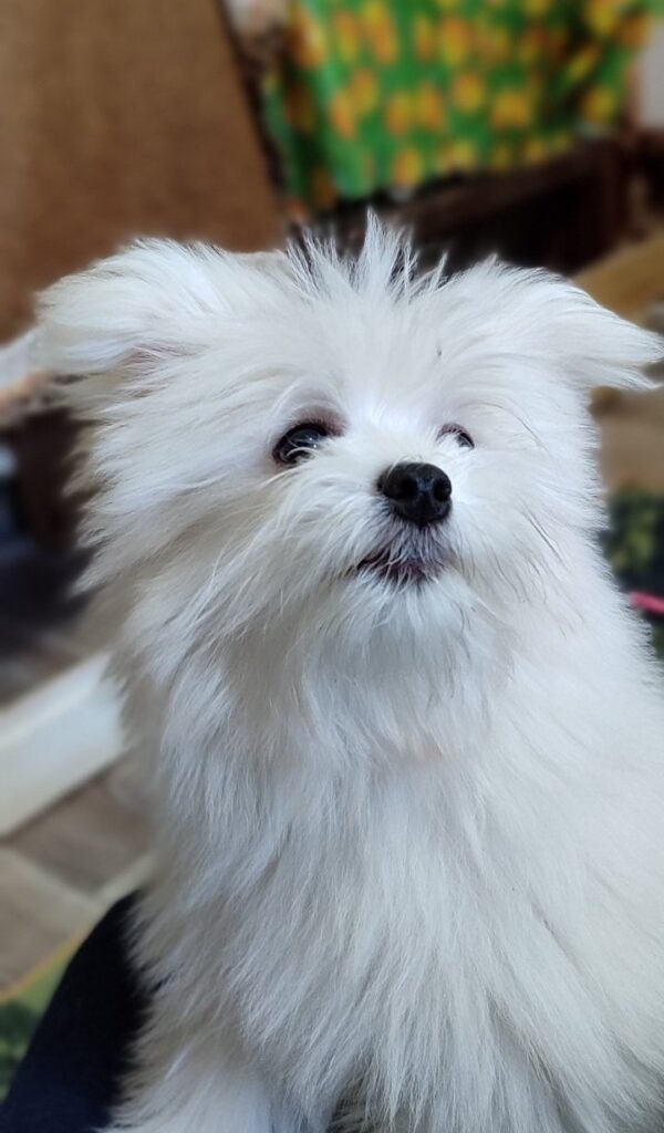 Pax Maltipom Pax Maltipom