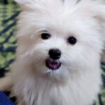 Pax-male-Maltipom-puppy-for sale-2