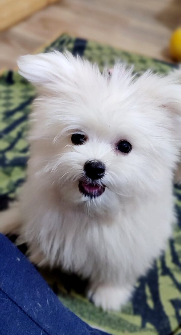 Pax Maltipom Pax Maltipom