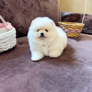 Pearl Pomeranian Pearl Pomeranian