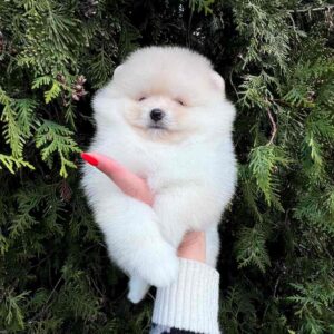 Pearl Pomeranian Pearl Pomeranian