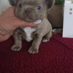 Pecco-male-Chihuahua-puppy-for sale-1