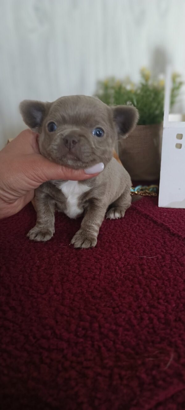 Pecco Chihuahua Pecco Chihuahua