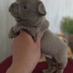 Pecco-male-Chihuahua-puppy-for sale-2