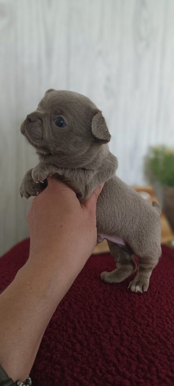 Pecco Chihuahua Pecco Chihuahua