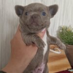 Pecco-male-Chihuahua-puppy-for sale-3
