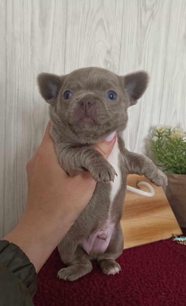 Pecco Chihuahua Pecco Chihuahua