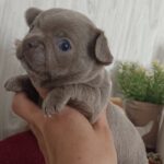 Pecco-male-Chihuahua-puppy-for sale-4