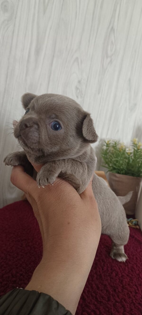 Pecco Chihuahua Pecco Chihuahua