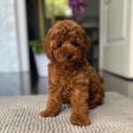 Pepo-male-toy-poodle-puppy-for-sale- (1)
