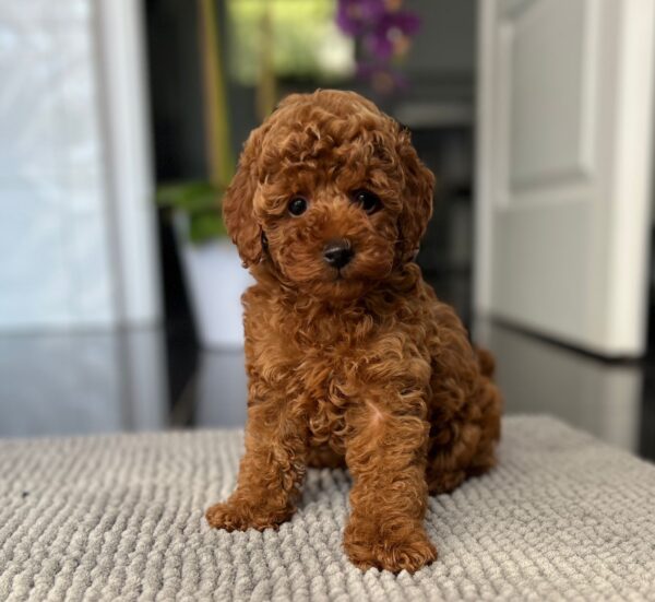 Pepo Toy Poodle Pepo Toy Poodle