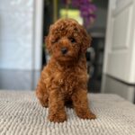 Pepo-male-toy-poodle-puppy-for-sale- (2)