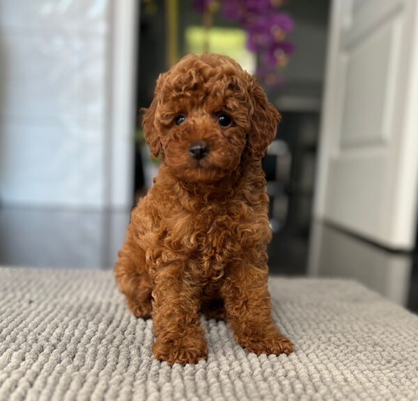 Pepo Toy Poodle Pepo Toy Poodle