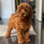 Pepo-male-toy-poodle-puppy-for-sale- (3)