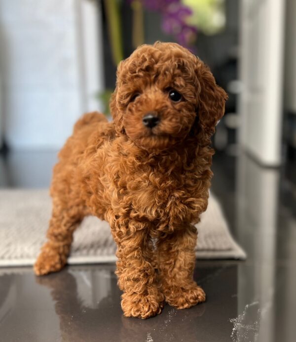 Pepo Toy Poodle Pepo Toy Poodle