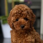 Pepo-male-toy-poodle-puppy-for-sale- (4)