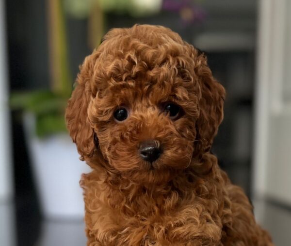 Pepo Toy Poodle Pepo Toy Poodle