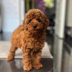 Pepo Toy Poodle Pepo Toy Poodle
