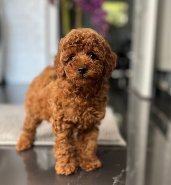 Pepo Toy Poodle Pepo Toy Poodle