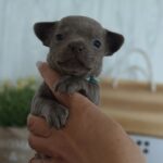 Pesto-male-Chihuahua-puppy-for sale-1