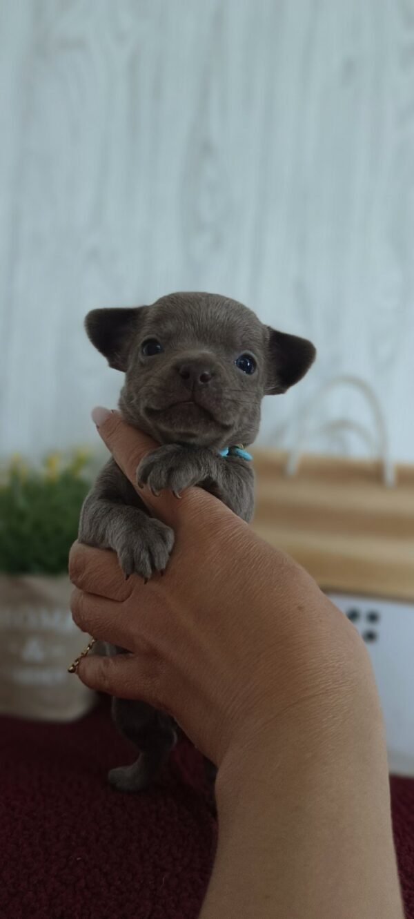 Pesto Chihuahua Pesto Chihuahua