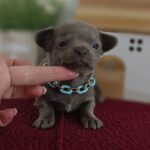Pesto-male-Chihuahua-puppy-for sale-2