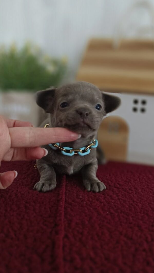 Pesto Chihuahua Pesto Chihuahua