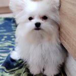 Pixie-female-Maltipom-puppy-for sale-1