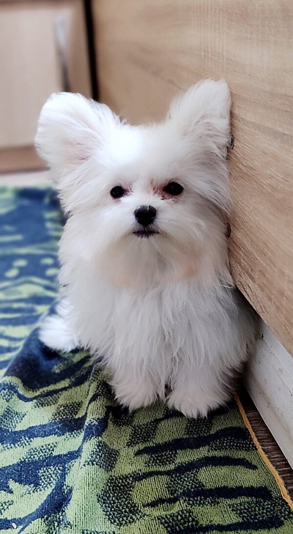 Pixie Maltipom Pixie Maltipom