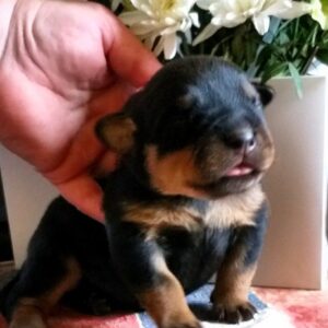 Pollka Rottweiler Pollka Rottweiler