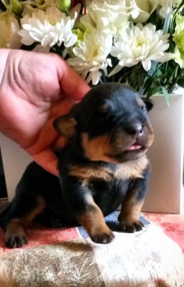 Pollka Rottweiler Pollka Rottweiler