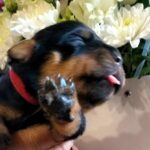 Pollka-female-Rottweiler-puppy-for-sale-2