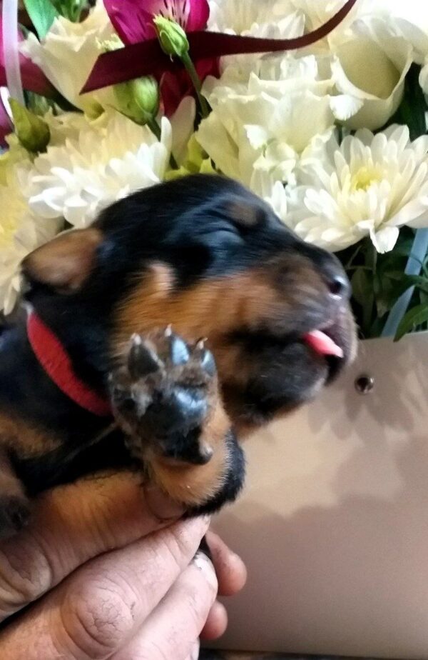 Pollka Rottweiler Pollka Rottweiler