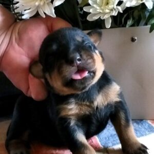 Pollo Rottweiler Pollo Rottweiler